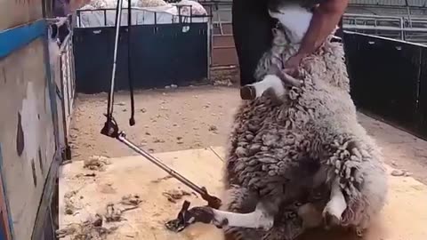 Sheep shearing .