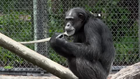 Chimpanzee2022