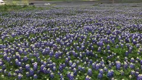 Canada natural beauty to State flowers the Bluebonnet!!