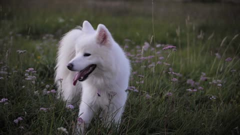 Dog video, dog in the garden and grass