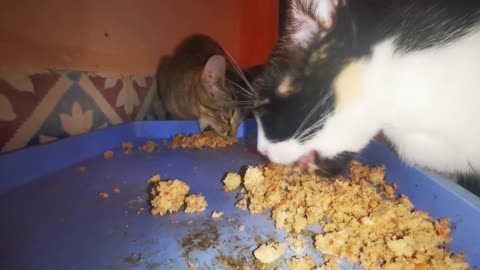 Cats enjoying eating fish mixed with bread