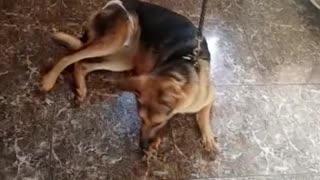 My Pet Video