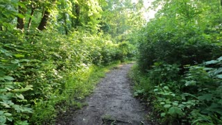 🌴Walking Ottawa's East End Basswood Trails in Petrie Island Park 🏞️