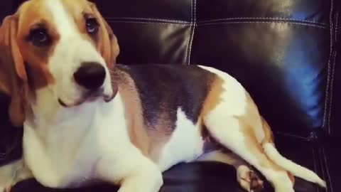 This is OSCarihno- The Beagle. He is the funniest dog in the world. Always happy and playful