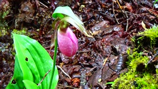 Slipper Orchid