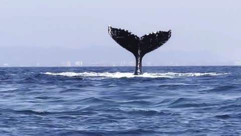 Mesmerizing Moments: Humpback Whale Tail Fluke in Banderas Bay, Puerto Vallarta