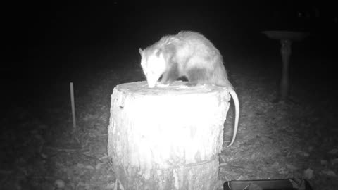 A Possum Claims The Tree Stump