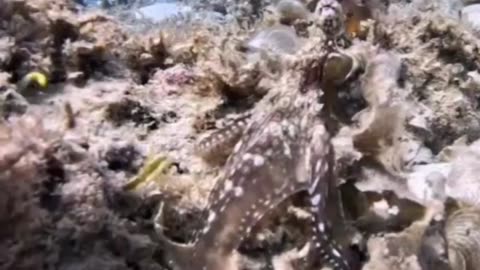 Tiny Octopus Hunting 😊😊