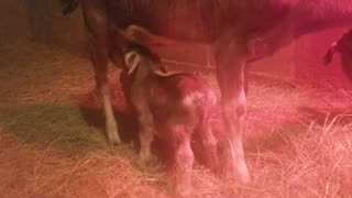 Baby Goats playing (3 days old)