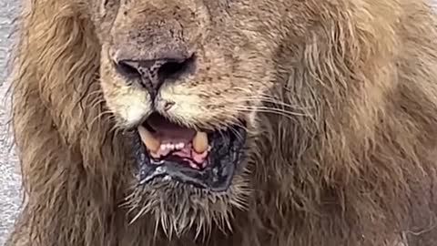 Amazingly close view of majestic lion drinking water in Africa