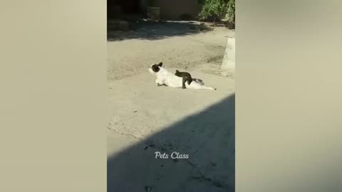 Funny video moment dogs cat top moment🤣🤣🤣