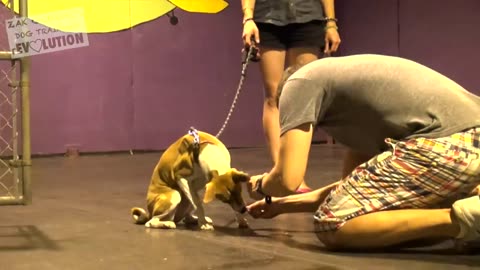 Dog training video