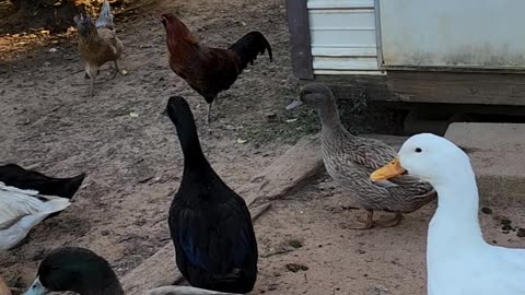 Feeding time on the farm. Autumn afternoon in Andalusia Alabama.