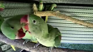 Baby parrots are playing