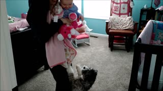 Baby hilariously amused at jumping puppy