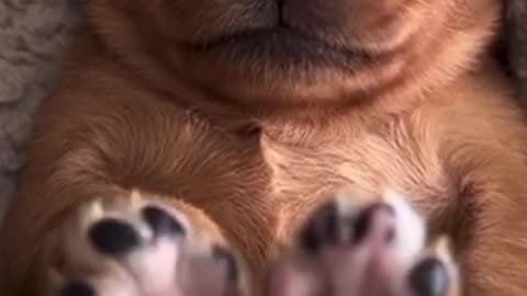 Amazing dog 🐩 trending video