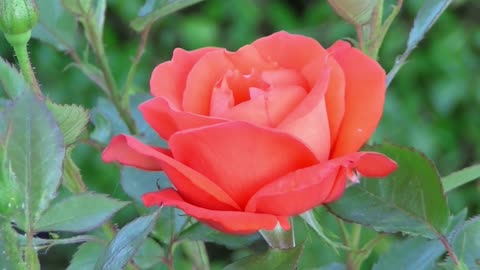 Beautiful red rose