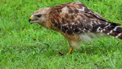 Red-shouldered Hawk hunts behind library