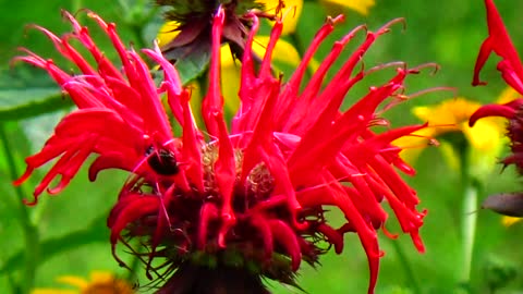 Scarlet Bee Balm