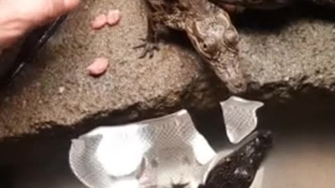 Hand feeding baby crocodiles