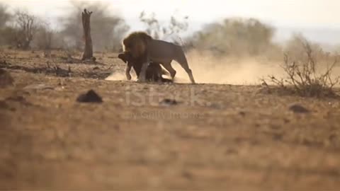 Male lion with a kill of a blue wildebeest