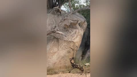 Wild dogs hunt antelope on a cliff