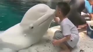 Cute Whale ,