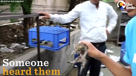 Kittens Stuck In Vent Waited For Someone To Save Them