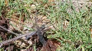 A Dragonfly Sunning at the Park