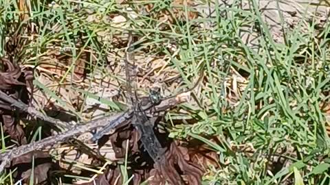 A Dragonfly Sunning at the Park