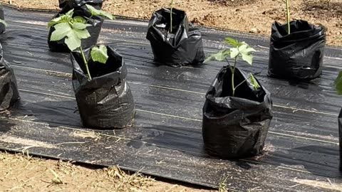 My Make-Shift At The Porch Recovery Garden for Okra!