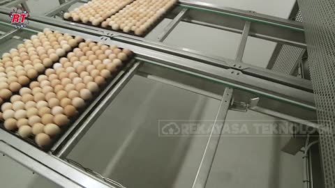 LAYING CHICKEN FARMING FOR HATCHING MODERN CHICKEN EGG HATCHING PROCESS