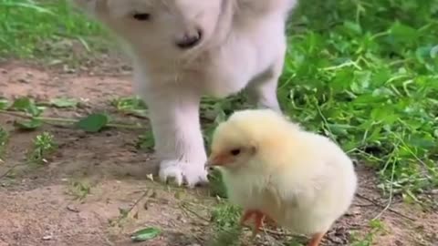 Cute puppy compilation