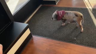 Tiny Piggy Zoomies