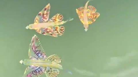 How beautiful are these baby flying fish