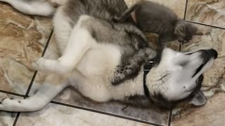 Kitten Gets Comfortable in Doggy's Thick Fur