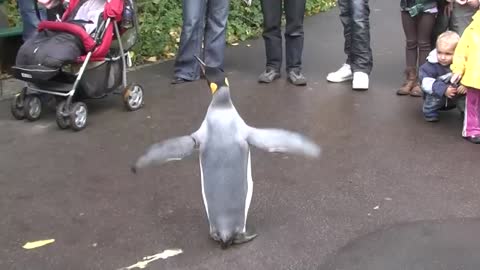 Penguin Walk - Zoo Basel