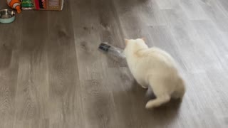 Cat Gets Himself into Trouble