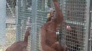 Orangutans Waco Texas
