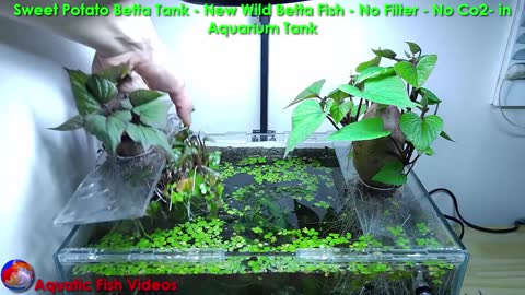 Sweet Potato Betta Tank- New Wild Betta Fish- No Filter - No Co2- in Aquarium Tank