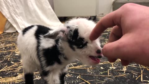 Baby goat making the cutest noise