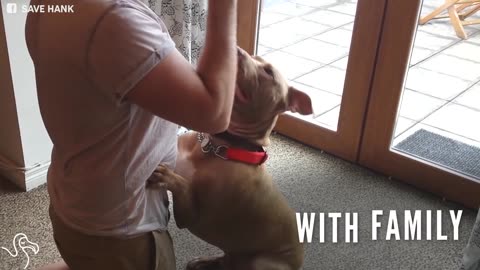 Dog Seized By Police For Being A Pit Bull Is Finally Home