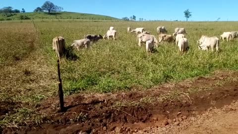 Pastejo rotacionado, alta taxa de lotação! Projeto rodando!