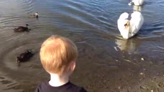 SWAN ATTACK! Watch til the end