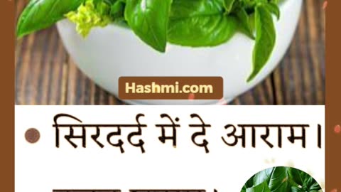 Health Benefits of Basil Leaves #shorts #basil #tulsi #herbs #viral #health #benefits