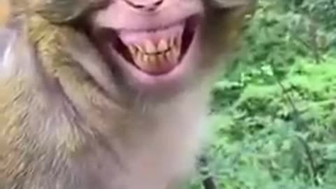 Monkey smile funny vidio.new vidio monkey