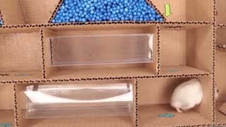 Hamster pets but with Traps in maze.