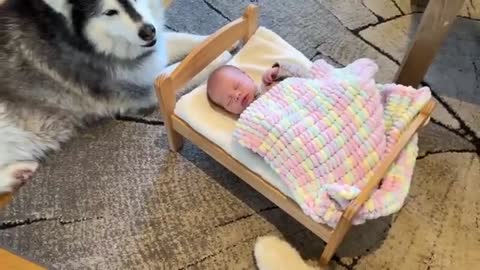 Wolf Pack Surround And Protect Newborn Baby! (Cutest Ever!!)