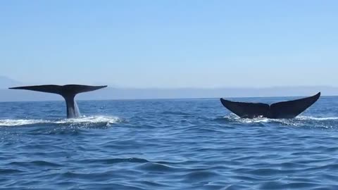 Blue Whale close encounter Newport Harbor California