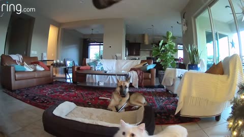 When mercy the dog is Busted Chewing on a picture; He cat Accomplices Cover Up For her |